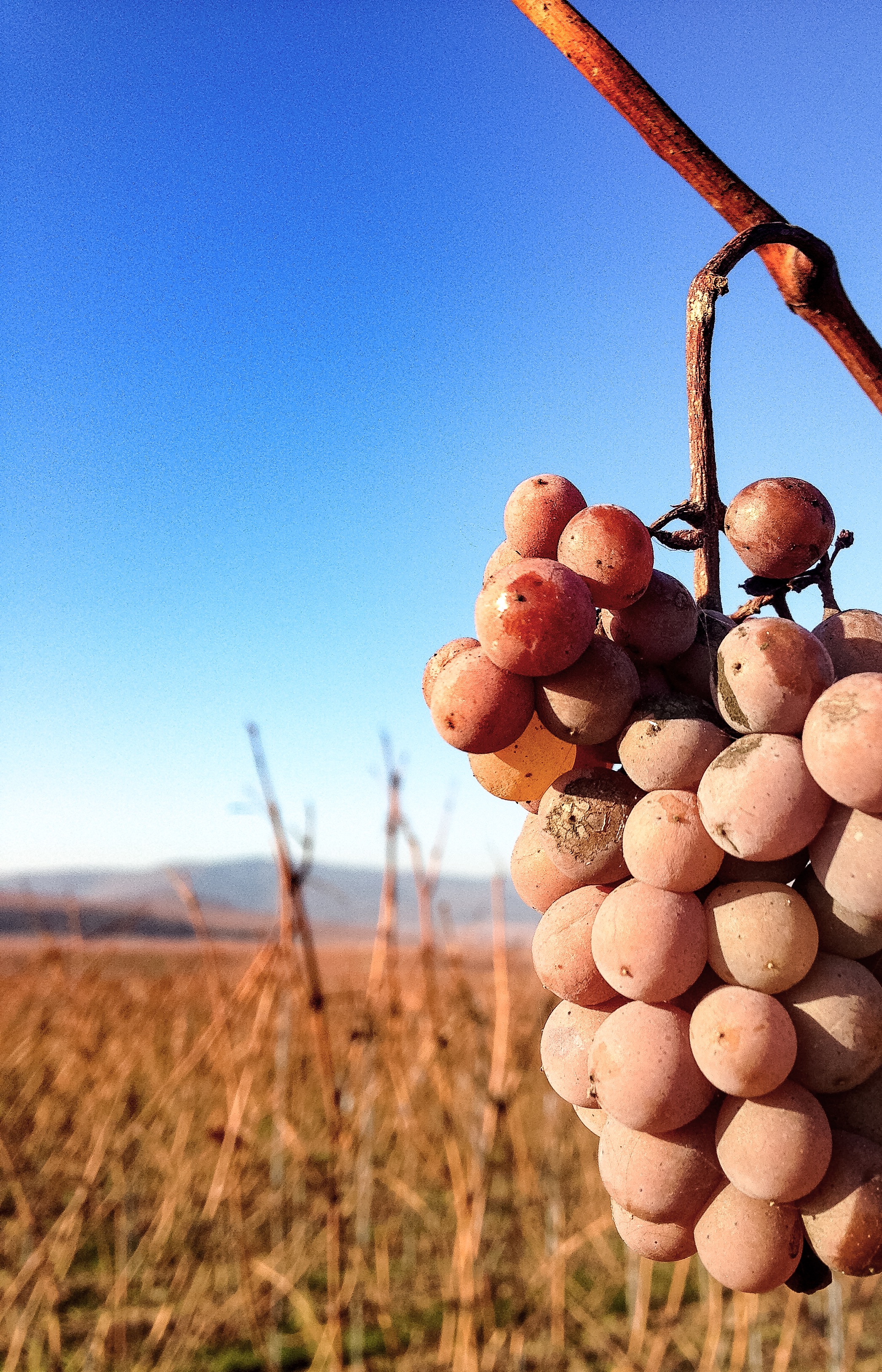 Domaine Weinbach