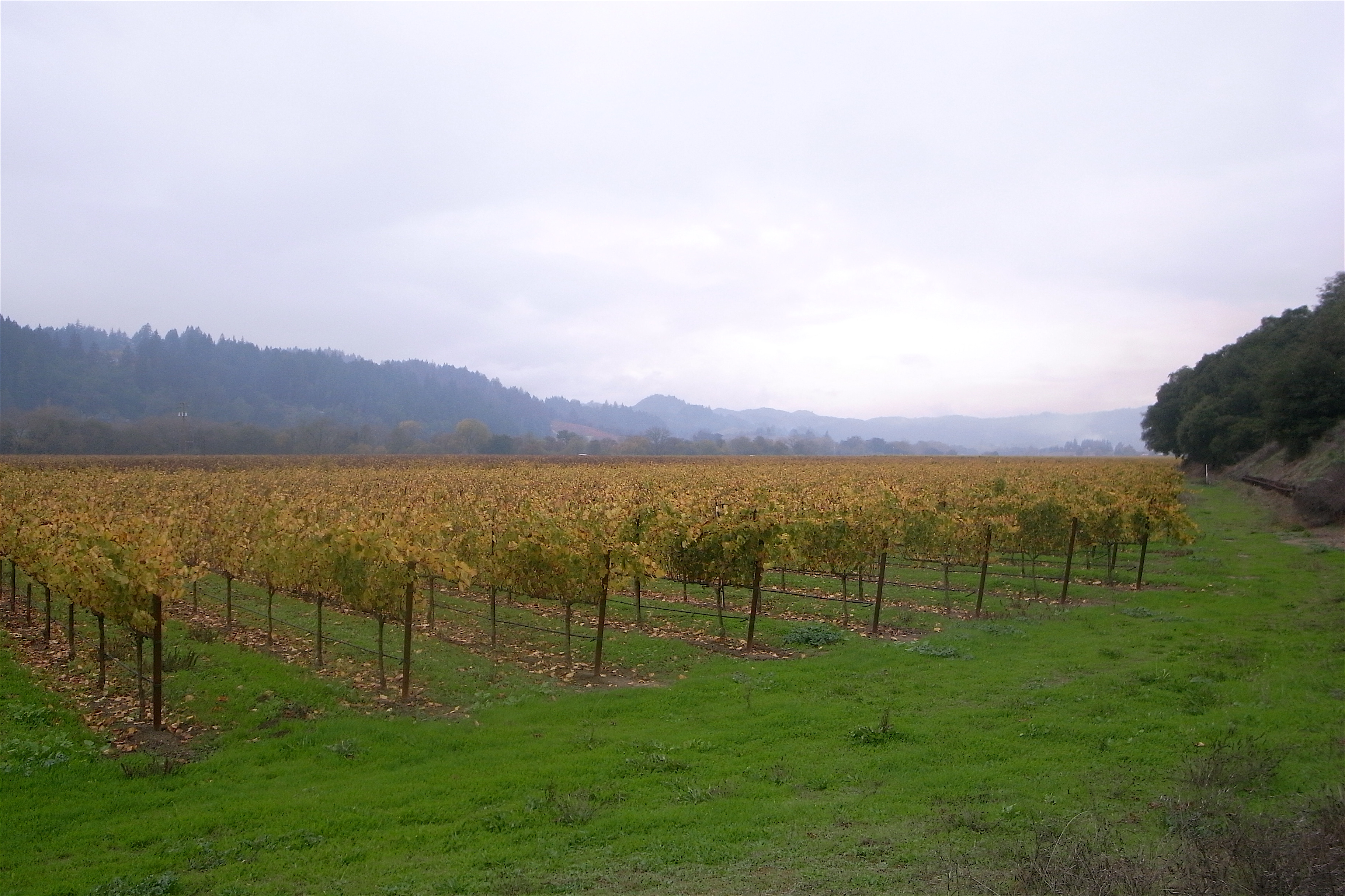 Coturri Winery