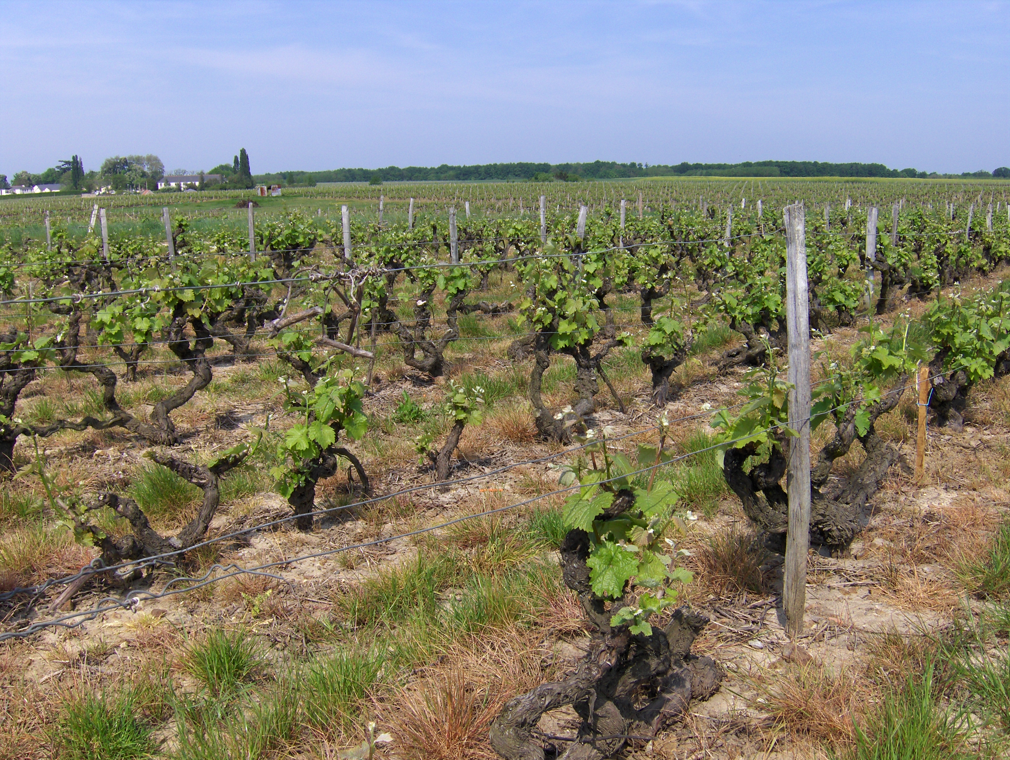 Domaine Huet
