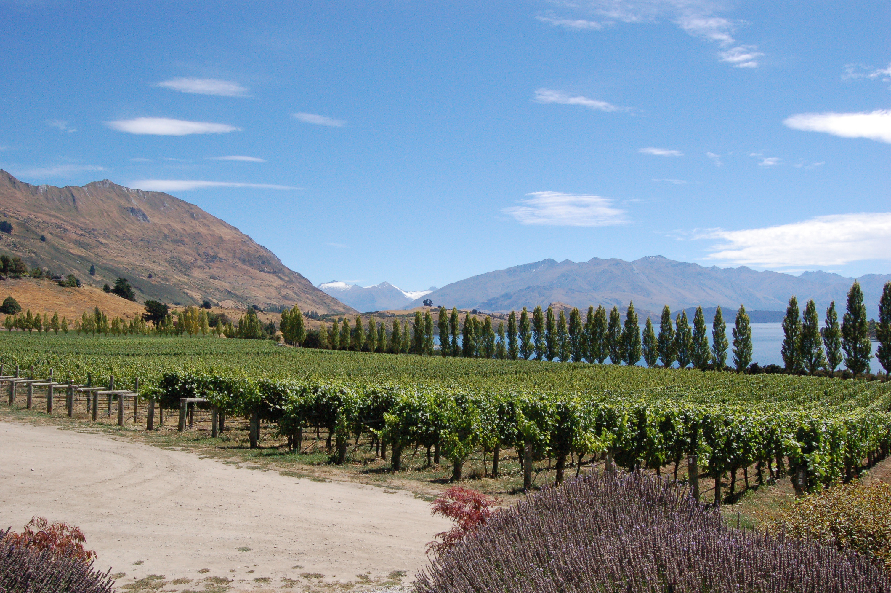 Rippon Vineyard