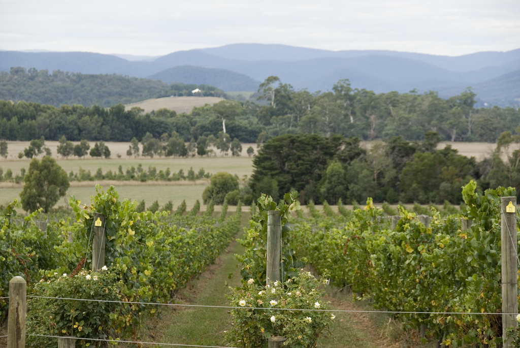Lethbridge Wines