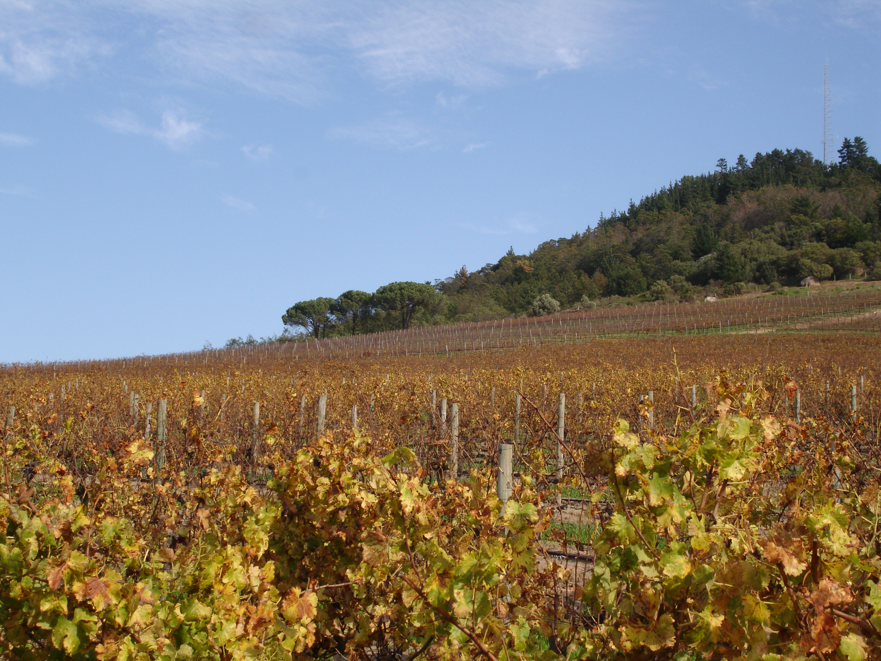 Reyneke Wines