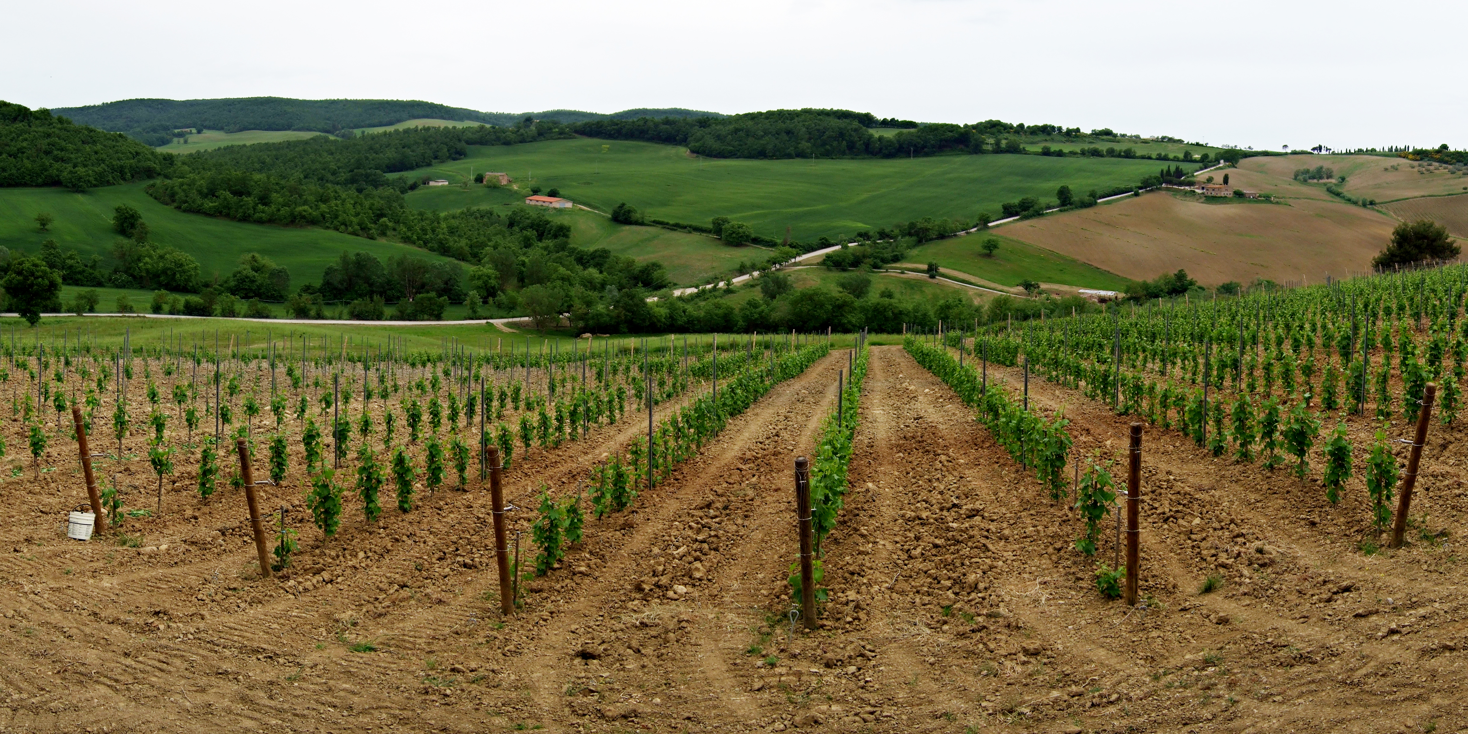 Gravner